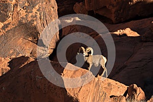 Desert Bighorn Sheep Ram