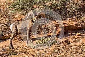 Desert Bighorn Sheep Ram