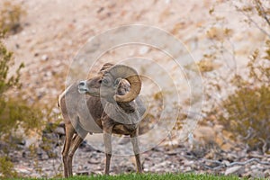 Desert Bighorn Sheep Ram Fleming