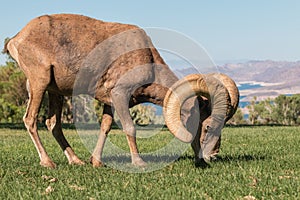 Desert Bighorn Sheep Ram Grazing