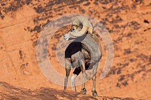 Desert Bighorn Sheep Ram Looking Back