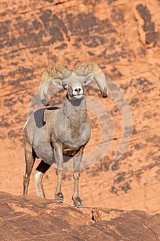 Desert Bighorn Sheep Ram in Nevada