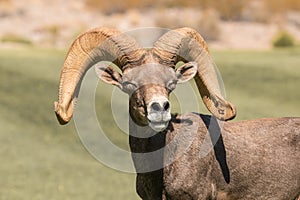 Desert Bighorn Sheep Ram Portrait