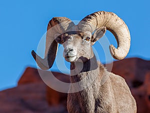 Desert Bighorn Sheep Ram Portrait in Nevada