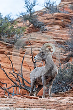 Desert Bighorn Sheep Ram Posing