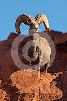 Desert Bighorn Sheep Ram Posing