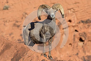 Desert Bighorn Sheep Ram Posing