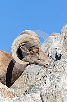 Desert Bighorn Sheep Ram Side Portrait