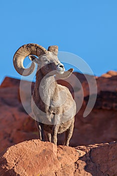 Desert Bighorn Sheep Ram photo