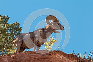 Desert Bighorn Sheep Ram