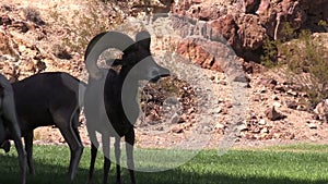 Desert Bighorn Sheep Ram Zoom In