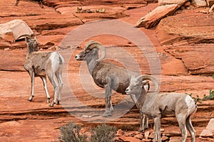 Desert Bighorn Sheep Rams
