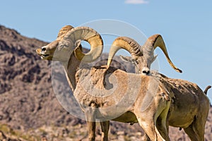 Desert Bighorn Sheep Rams