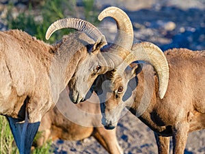 Desert Bighorn Sheep Rams Butting Heads photo