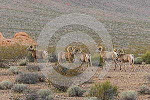 Desert Bighorn Sheep Rams