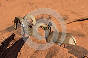 Desert Bighorn Sheep Rams