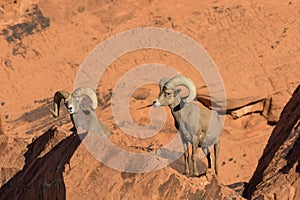 Desert Bighorn Sheep Rams Posing