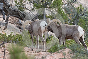 Desert Bighorn Sheep Rams During the Rut