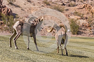 Desert Bighorn Sheep Rams in Rut