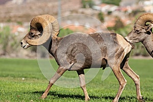 Desert Bighorn Sheep Rams Walking