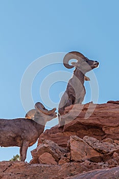 Desert Bighorn Sheep Rams