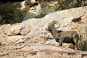 Desert bighorn sheep in Red Rock NCA Nevada
