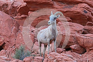 Desert bighorn sheep on red rocks at Valley of Fire State Park, Nevada photo
