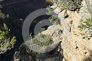 Desert Bighorn Sheep on the Rocks