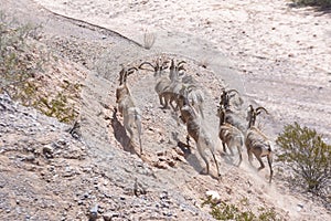 Desert Bighorn Sheep Running