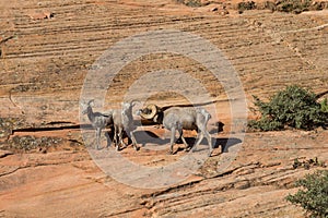 Desert Bighorn Sheep in the Rut