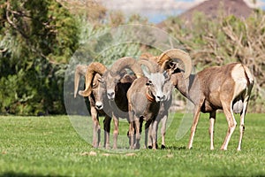 Desert Bighorn Sheep Rutting