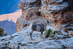 Desert bighorn sheep at the sourth rim, Grand Canyon NP, Arizona, USA