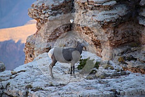 Desert bighorn sheep at the sourth rim, Grand Canyon NP, Arizona, USA