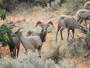 Desert Bighorn Sheep in southwest Utah