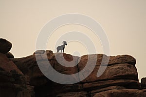 Desert Bighorn Sheep standing on a rock at Dawn