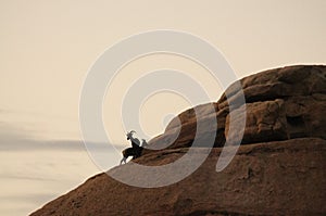 Desert Bighorn Sheep standing on a rock at Dawn