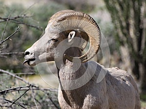 Desert Bighorn Sheep with Tongue Out