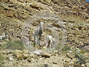Desert Bighorn Sheep in Utah