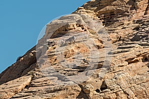 Desert Bighorn Sheep, Valley of Fire