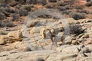 Desert Bighorn Sheep, Valley of Fire