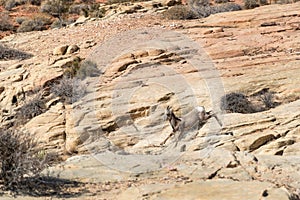 Desert Bighorn Sheep, Valley of Fire State Park