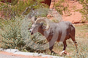 Desert bighorn sheep at Valley of Fire State Park, Nevada