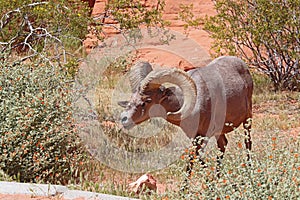 Desert bighorn sheep at Valley of Fire State Park, Nevada photo