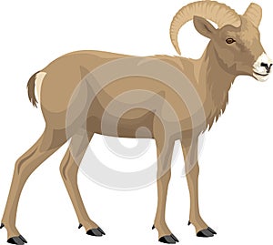 Desert bighorn sheep - vector illustration