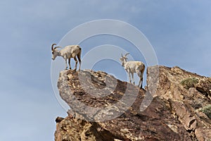 Desert Bighorn Sheeps in Anza Borrego Desert. photo