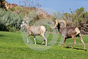 Desert Bighorns in Rut