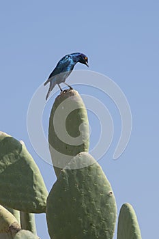 Desert bird