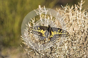 Desert Black Swallowtail on a Desert Plant