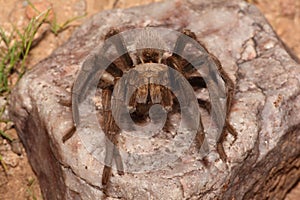 Desert Blonde Tarantula (Aphonopelma Chalcodes)