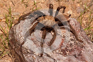Desert Blonde Tarantula (Aphonopelma Chalcodes)